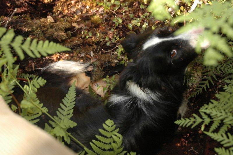 Jessie curled up under a log waiting for us